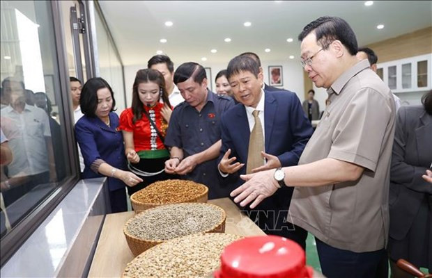 Le président de l’Assemblée nationale inaugure une usine de café à Son La ảnh 1 Le président de l’Assemblée nationale inaugure une usine de café à Son La ảnh 1