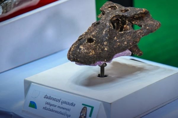 Thaïlande : publication d'informations sur une nouvelle espèce de crocodile vieille de 230 000 ans ảnh 1