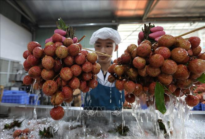 Perspectives des exportations agricoles au cours des derniers mois de l'année ảnh 2 Perspectives des exportations agricoles au cours des derniers mois de l'année ảnh 2