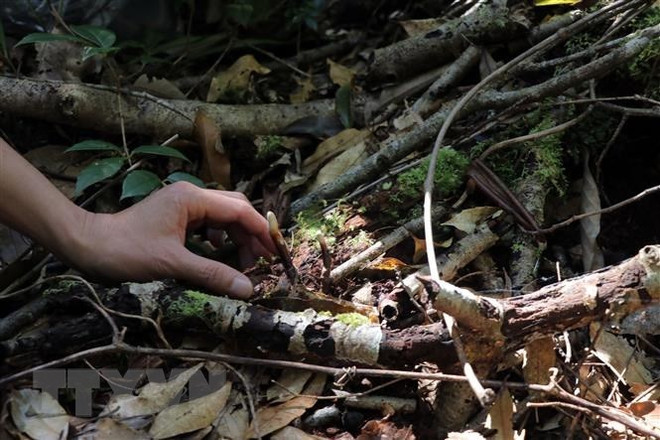L’écotourisme forestier soutient les moyens d’existence et aide à conserver la biodiversité ảnh 1 L’écotourisme forestier soutient les moyens d’existence et aide à conserver la biodiversité ảnh 1
