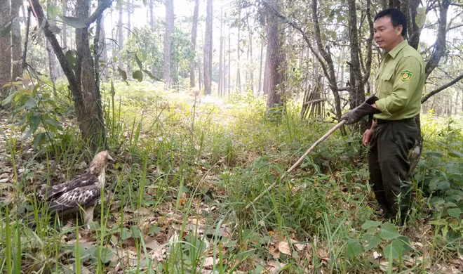 À Lâm Dông, un aigle en captivité regagne le ciel ảnh 1