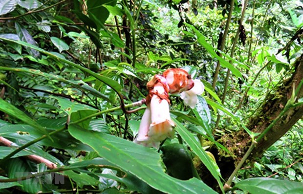 Le gouvernement élabore un plan sur la préservation de la biodiversité pour la période 2021-2030 ảnh 1