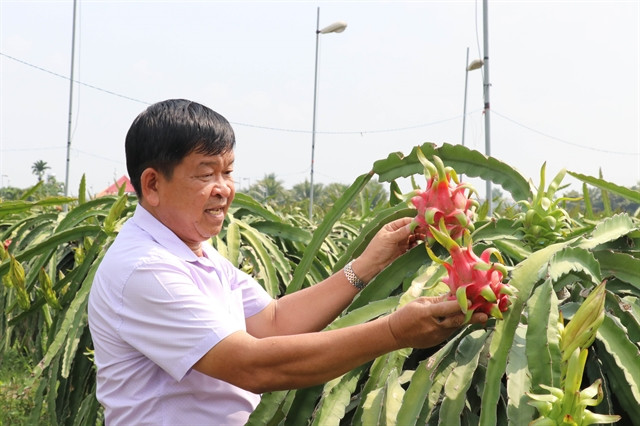 Long An s'efforce d'avoir 3.000 ha de fermes de fruits du dragon répondant aux normes VietGap ảnh 1
