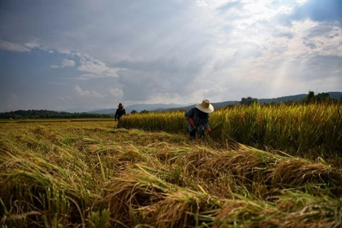 Les exportations de riz du Cambodge augmentent au cours des deux premiers mois ảnh 1 Les exportations de riz du Cambodge augmentent au cours des deux premiers mois ảnh 1
