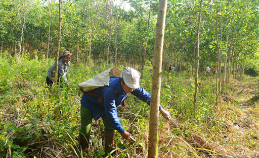 Quang Tri encourage la gestion durable des forêts en réponse au changement climatique ảnh 1 Quang Tri encourage la gestion durable des forêts en réponse au changement climatique ảnh 1