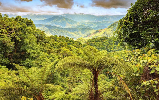 Création de la réserve naturelle de Dong Chau - Khe Nuoc Trong dans la province de Quang Binh ảnh 1