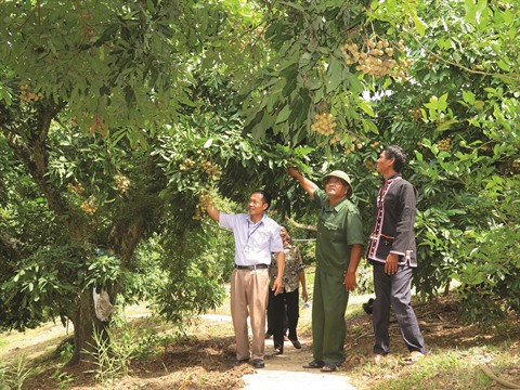 Développement socio-économique des régions de minorités ethniques ảnh 1 Développement socio-économique des régions de minorités ethniques ảnh 1
