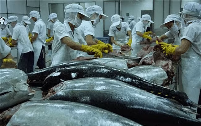 Les exportations de thon augmentent de 10% en 2019 ảnh 1 Les exportations de thon augmentent de 10% en 2019 ảnh 1