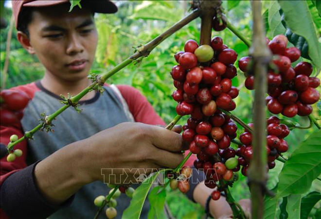 L'Indonesia s'efforce d'améliorer le rendement de production de café ảnh 1 L'Indonesia s'efforce d'améliorer le rendement de production de café ảnh 1