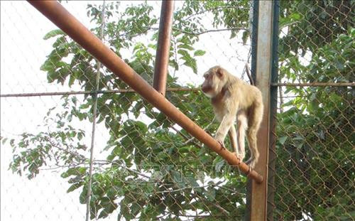 25 animaux sauvages libérés dans le parc national Bu Gia Map ảnh 1