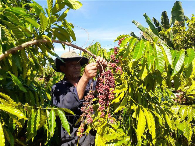 Le Vietnam devient le plus grand fournisseur de café du Japon ảnh 1 Le Vietnam devient le plus grand fournisseur de café du Japon ảnh 1
