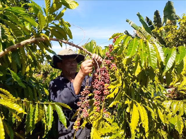 Le Vietnam devient le plus grand fournisseur de café du Japon ảnh 1 Le Vietnam devient le plus grand fournisseur de café du Japon ảnh 1