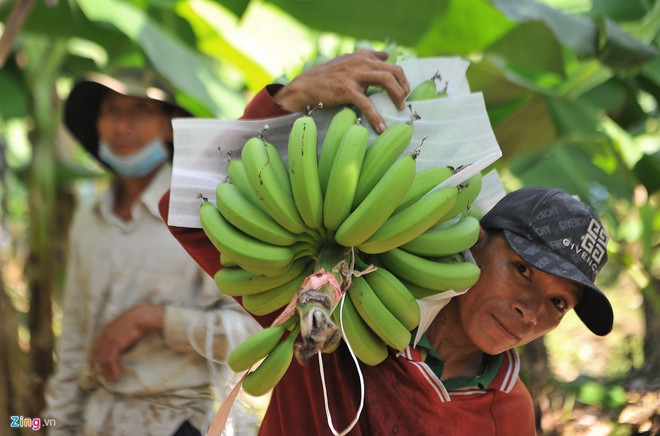 Banane - l'un des principaux produits d'exportation du Laos vers la Chine ảnh 1 Banane - l'un des principaux produits d'exportation du Laos vers la Chine ảnh 1
