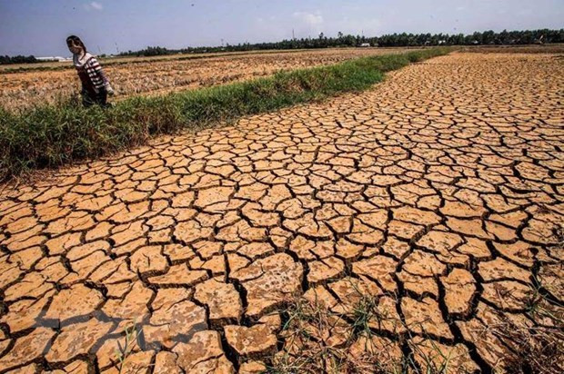 Des efforts considérables sont nécessaires pour aider le delta du Mékong à surmonter la sécheresse ảnh 1 Des efforts considérables sont nécessaires pour aider le delta du Mékong à surmonter la sécheresse ảnh 1