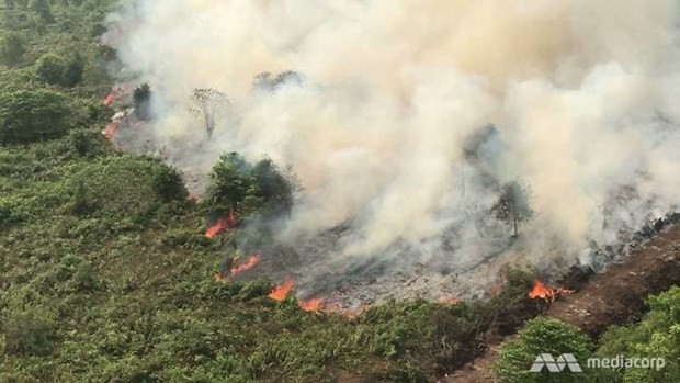 Les incendies de forêt compliquent le combat contre le COVID-19 en Indonésie ảnh 1 Les incendies de forêt compliquent le combat contre le COVID-19 en Indonésie ảnh 1