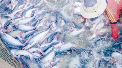 COVID-19: Les exportations de produits aquatiques face à de nombreuses difficultés ảnh 1 COVID-19: Les exportations de produits aquatiques face à de nombreuses difficultés ảnh 1