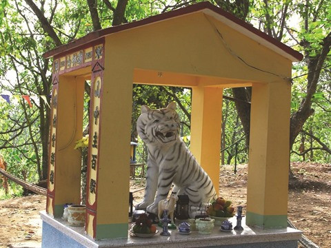 Quand le tigre est protecteur d’un village ảnh 2 Quand le tigre est protecteur d’un village ảnh 2