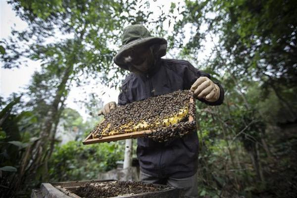 L'imposition par les États-Unis d'une taxe antidumping sur le miel affecte l’apiculture vietnamienne ảnh 1 L'imposition par les États-Unis d'une taxe antidumping sur le miel affecte l’apiculture vietnamienne ảnh 1
