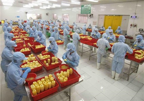 Les signaux positifs se multiplient pour les exportations agricoles ảnh 2 Les signaux positifs se multiplient pour les exportations agricoles ảnh 2