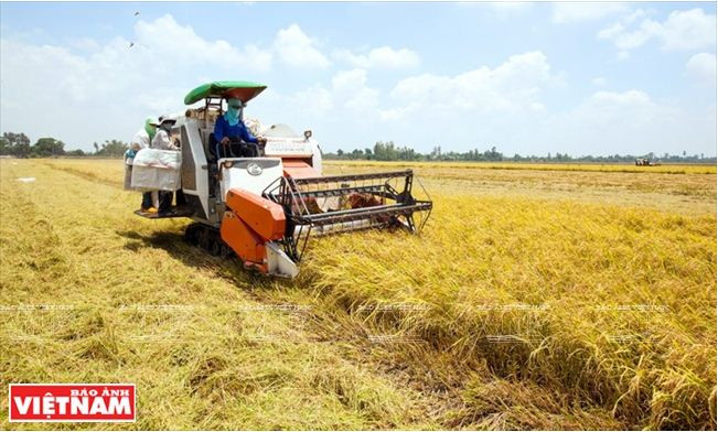 La Plaine des joncs relève le défi de l’agriculture durable ảnh 5 La Plaine des joncs relève le défi de l’agriculture durable ảnh 5
