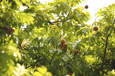 La diversité des arbres de Hanoï ảnh 3 La diversité des arbres de Hanoï ảnh 3
