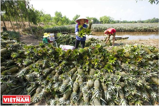 La Plaine des joncs relève le défi de l’agriculture durable ảnh 4 La Plaine des joncs relève le défi de l’agriculture durable ảnh 4