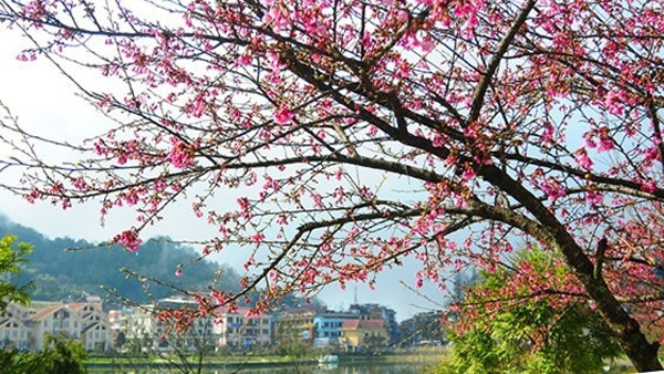 Sa Pa plantera 3.000 nouveaux cerisiers pour promouvoir le tourisme ảnh 1