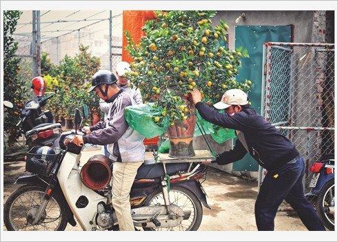 Ballade dans le village traditionnel des kumquats de Tu Liên ảnh 4