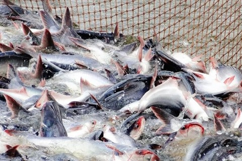 Le CPTPP favorise le commerce de pangasius vietnamiens ảnh 1 Le CPTPP favorise le commerce de pangasius vietnamiens ảnh 1
