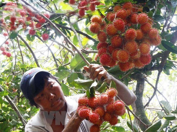 Les experts américains de la quarantaine végétale arriveront au Vietnam le 2 septembre ảnh 1 Les experts américains de la quarantaine végétale arriveront au Vietnam le 2 septembre ảnh 1
