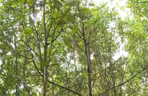 Le Japon réalise de nombreux projets forestiers au Vietnam ảnh 1 Le Japon réalise de nombreux projets forestiers au Vietnam ảnh 1