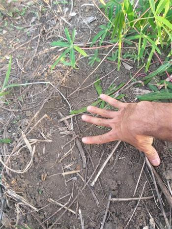 Des éléphants sauvages apparaissent à Gia Lai ảnh 1 Des éléphants sauvages apparaissent à Gia Lai ảnh 1