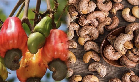 Les exportations de noix de cajou en baisse ảnh 1 Les exportations de noix de cajou en baisse ảnh 1