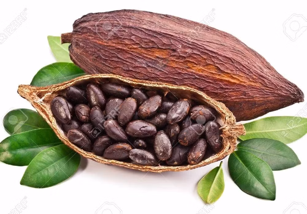 Le cacao vietnamien classé "meilleur au monde" ảnh 1