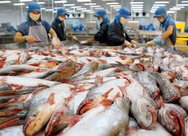Le Vietnam propose à l’OMC sur les restrictions américaines des importations de pangasius ảnh 1