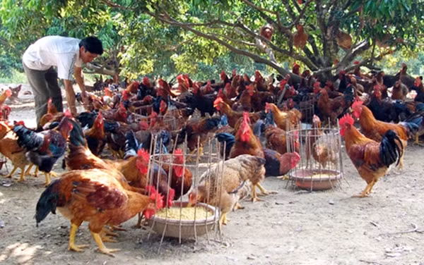 Hanoï met en place 80 chaînes d’approvisionnement en produits agricoles sains ảnh 1