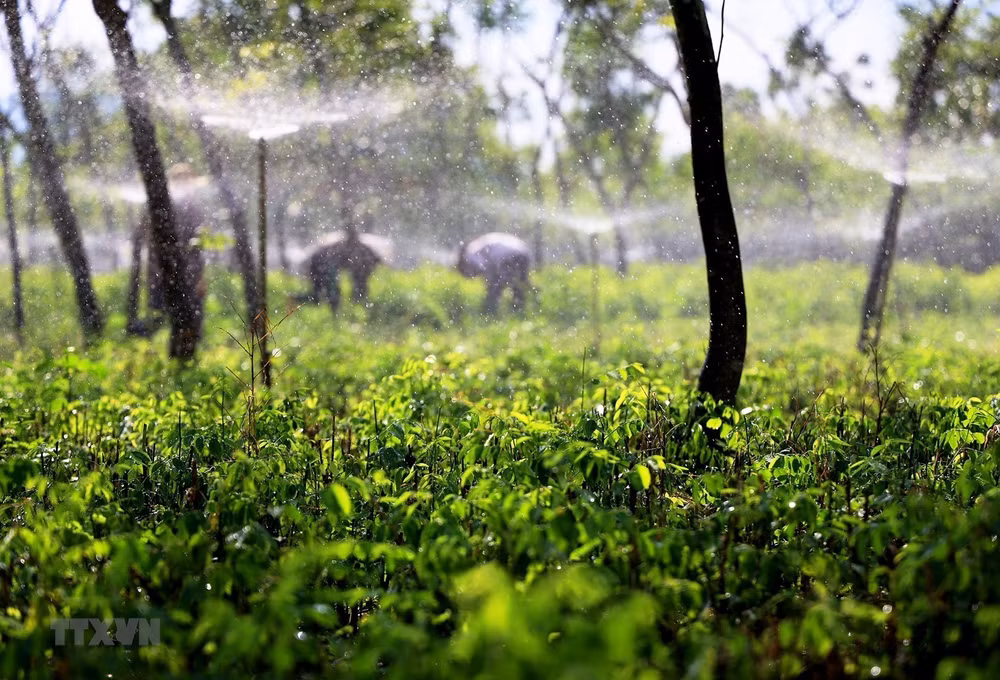 Dong Nai donne un exemple dans l’édification de la Nouvelle Ruralité ảnh 1