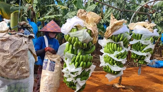 Les produits agricoles vietnamiens cherchent un accès durable au marché chinois ảnh 1