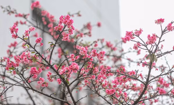 Plus de cerisiers en fleurs plantés dans le parc de Hanoï ảnh 1 Plus de cerisiers en fleurs plantés dans le parc de Hanoï ảnh 1