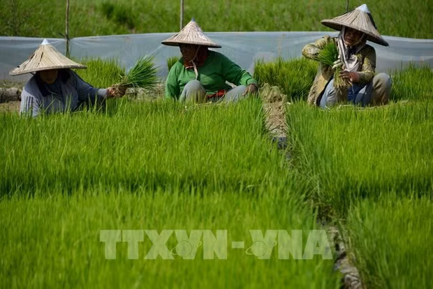 L'Indonésie annonce une stratégie nationale d'e-agriculture ảnh 1