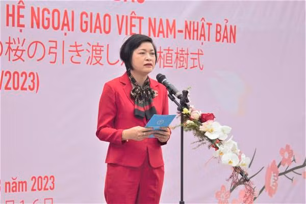 Plus de cerisiers en fleurs plantés dans le parc de Hanoï ảnh 2