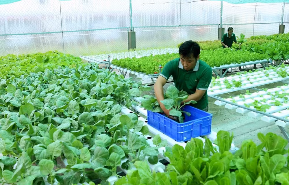 Le delta du Mékong jette les bases de l’agriculture biologique ảnh 1