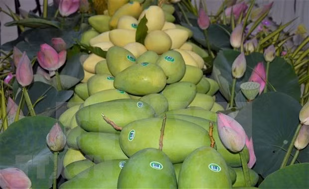 Dong Thap améliore la qualité de ses mangues destinées à l'exportation ảnh 1