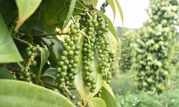 Hausse des exportations du Vietnam vers le Royaume-Uni de 16,4% ảnh 1