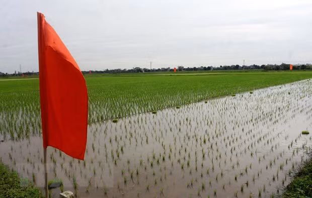 Lancement du projet sur l'amélioration de la chaîne de valeur du riz dans le delta du fleuve Rouge ảnh 1