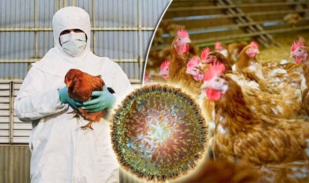 Le Cambodge signale le premier foyer de grippe aviaire H5N6 ảnh 1
