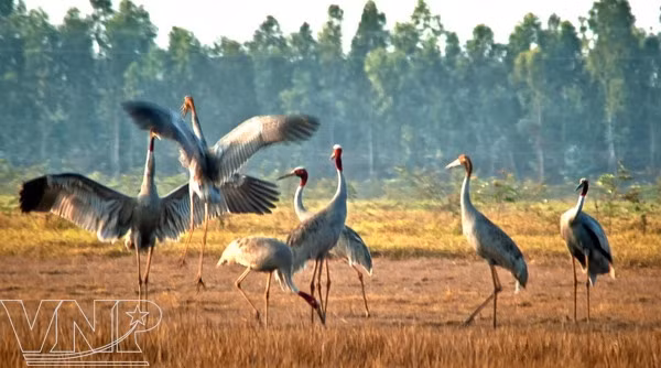 Dong Thap se concentre sur le développement de l'écotourisme et du tourisme agricole ảnh 3