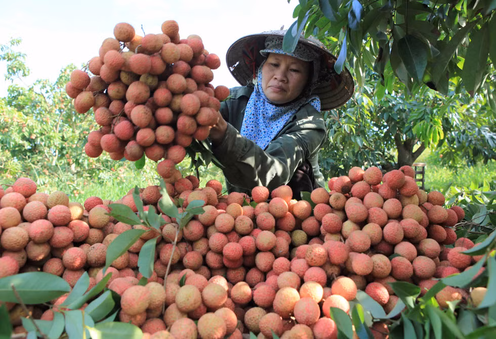 Promouvoir l'exportation du litchi de Hai Duong ảnh 1