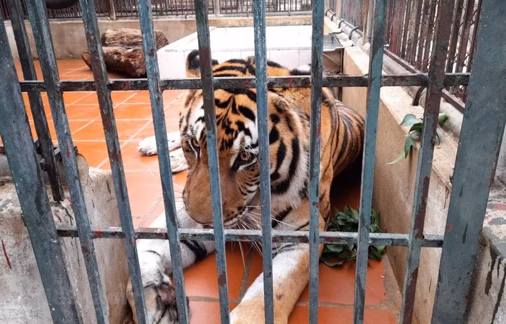 Renforcer le cadre légal pour la conservation du tigre au Vietnam ảnh 1