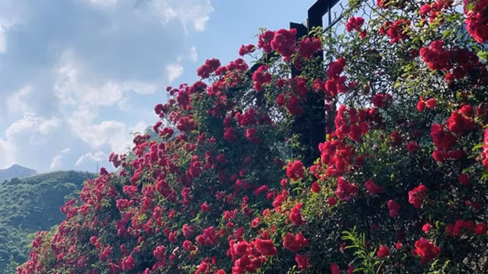 La vallée de roses à Sapa reconnue comme la plus grande du Vietnam ảnh 1